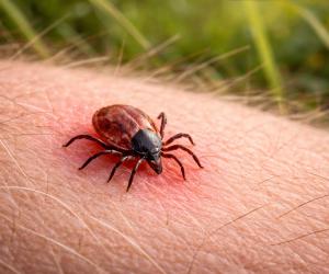 Puukide hooaeg on alanud